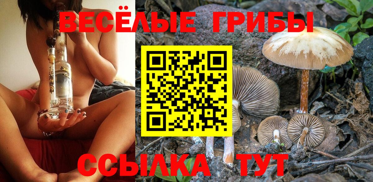Тамбов  Псилоцибиновые грибы MAGIC MUSHROOMS  Галлюциногенные грибы GOLDEN TEACHER  Вход с VPN 